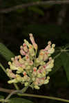 Yellow buckeye